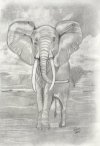 AFRICAN ELEPHANT SOLD